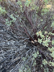 Arctostaphylos manzanita