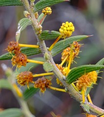 Acacia latipes