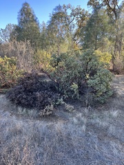 Arctostaphylos manzanita