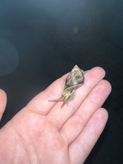 Cochlorina aurisleporis