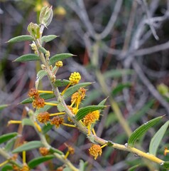 Acacia latipes