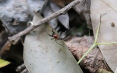 Alpaida gallardoi