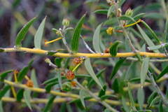 Acacia latipes