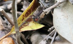 Alpaida gallardoi