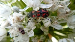 Astylus bourgeoisi