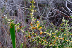 Acacia latipes