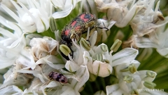 Astylus bourgeoisi