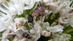 Astylus bourgeoisi