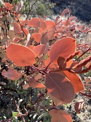 Arctostaphylos manzanita
