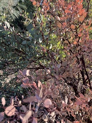 Arctostaphylos manzanita