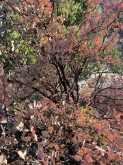 Arctostaphylos manzanita