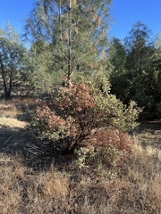 Arctostaphylos manzanita