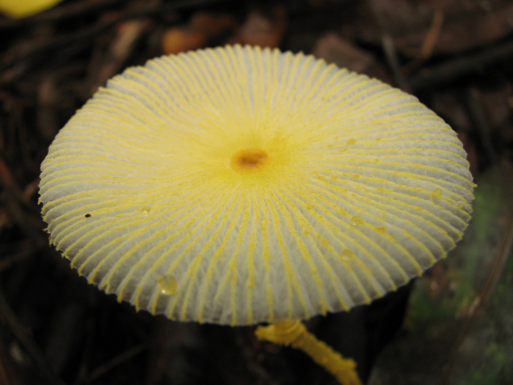 Leucocoprinus fragilissimus · May 2008 · photo: © keesgroenendijk (iNaturalist, cc-by)