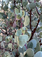 Arctostaphylos manzanita