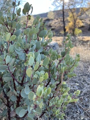 Arctostaphylos manzanita