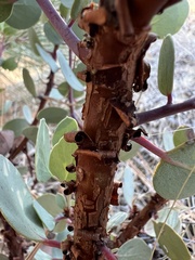 Arctostaphylos manzanita