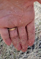 Muhlenbergia pungens