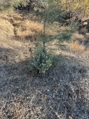 Arctostaphylos manzanita