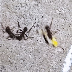 Formicidae