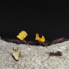 Formicidae