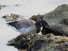 Branta bernicla hrota