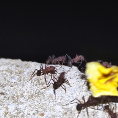 Formicidae