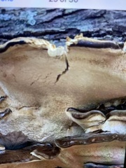 Heterobasidion annosum
