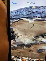 Heterobasidion annosum
