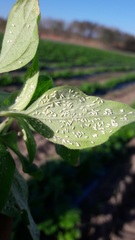 Bemisia argentifolii