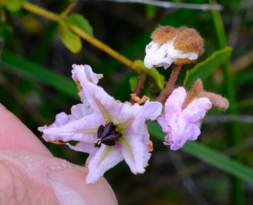 Thomasia grandiflora, photograph 4