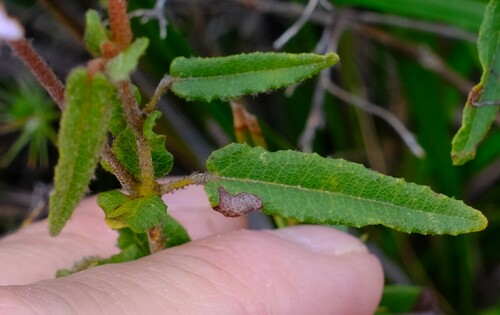 Image of Thomasia grandiflora by (c) Peter Crowcroft, some rights reserved (CC BY)