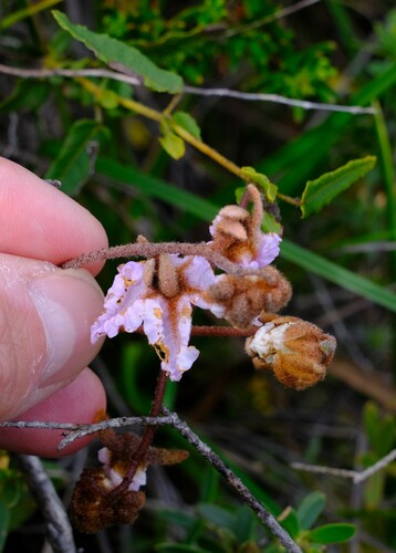 Thomasia grandiflora, photograph 5