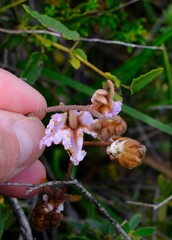 Thomasia grandiflora, photograph Peter Crowcroft, CC BY, iNaturalist via GBIF