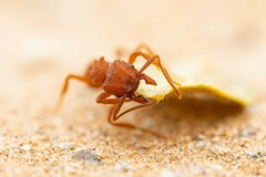 Trachymyrmex desertorum