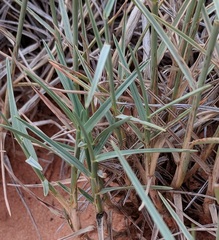 Muhlenbergia pungens