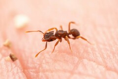 Cyphomyrmex flavidus