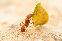 Trachymyrmex desertorum