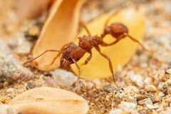 Trachymyrmex desertorum