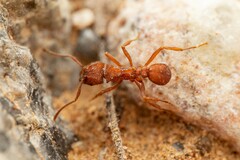 Trachymyrmex desertorum