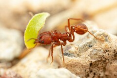 Acromyrmex versicolor