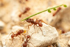 Acromyrmex versicolor