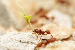 Acromyrmex versicolor