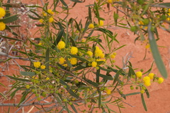 Acacia ligulata
