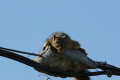 Sciurus niger
