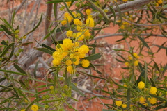 Acacia ligulata