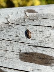 Rhypodes