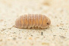 Venezillo arizonicus