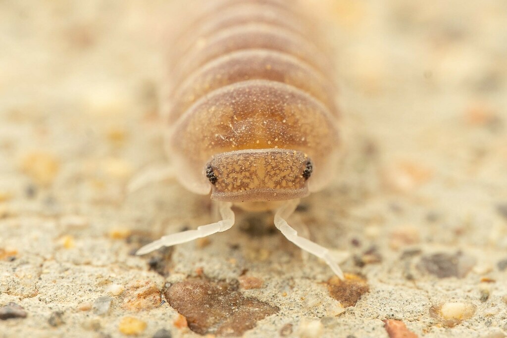 Arizona Pill-Bug