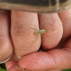 Araneus talipedatus