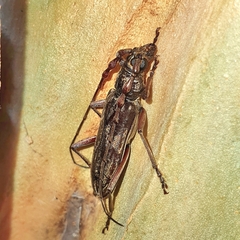 Pachydissus